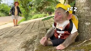 So Cute! Cubis Monkey Fell Asleep on the Road! Dad Worriedly Went Looking for Him!