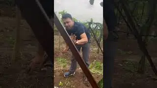 फळझाडांच्या मुळांवरून जमिनीची आरोग्यतपासणी! | ड्रॅगन, पेरू, डाळिंबाचे गुपित उघड!&rdquo;#guava #dragonframe