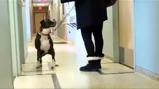 Canine ACL Sit Test
