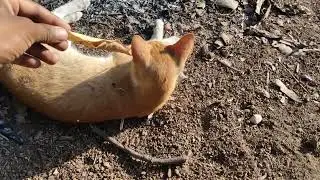I am paying with Two cat in village #cat #games #cute #animals #villagelife #trending #youtube#new