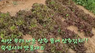 상추김치를 숙성시키면 어떤맛일까? 궁금한건 못참죠