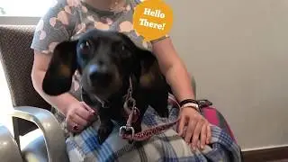 [Blooming Dental] We Welcome Service Dogs! | Emergency Dental Implants Braces in Cedar Park, TX