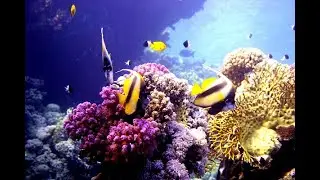 Ägypten Tauchen - Rotes Meer - Sharm El Sheikh