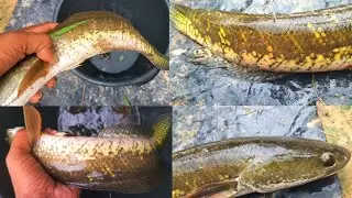 Amazing Meterial Fishing Video - Best Village hand Fishing 