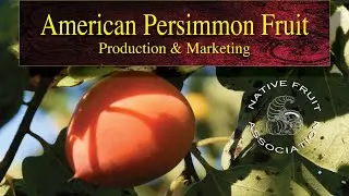 American Persimmon Fruit • Production & Marketing