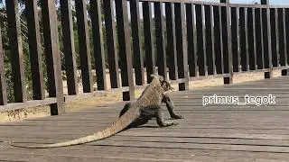 komodo dragon eat a baby monkey