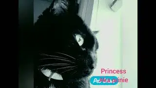 pet food fridge