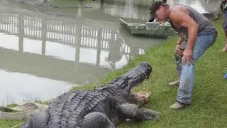 Reptile Handler Captures The Biggest Alligator You've Ever Seen