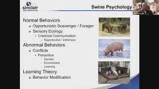 Pig Handling
