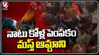 Country Chicken Farming Management And Profits | Mulkalapalli  | Yadadri Bhuvanagiri | V6 Life