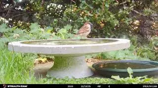 My Garden Wildlife December 2025