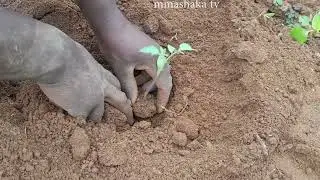 GUTERA INYANYA TWIFASHISHIJE UMUCANGA.