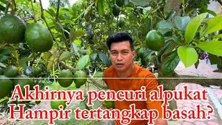 Setelah di intai beberapa hari akhirnya ANU juga  dan hampir saja ANU si pencuri alpukatnya