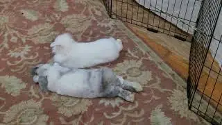 Happy Bonded pair of neutered male rabbits #rabbit #bunny #cute #cuteanimals #bondedpair #pets