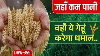 कम पानी, ज्यादा उत्पादन | DBW 359 गेहूं की पूरी जानकारी | Gehu Ki Kheti 2025