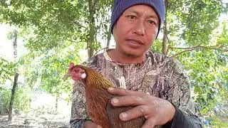 วิธีฝึกไก่ต่อตัวเมียฝึกตัวเดียวเป็นทั้งร้องทั้งก๋อยและกระต๊าก/จ่อยคนตีผึ้ง