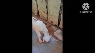 Pure Sojat kids available contact dewasi goat farm pachunda Khurd contact 9079117283 #goat #shorts