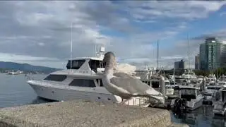 Talking seagull   #funnyvideo #animals #happy#BC#fall #Thanksgiving #vancouver #seagull  @GeeNiRe 
