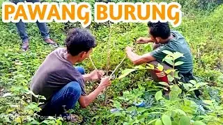 BERBURU MENCARI BURUNG DI HUTAN ACEH|HUNTING FOR BIRD IN THE ACEH FOREST