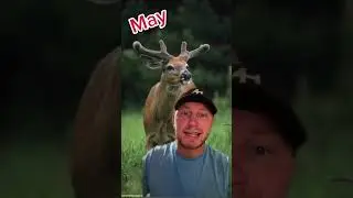 График роста рогов белохвостого оленя по месяцам #whitetail #antlergrowth