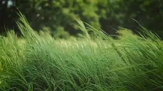 Amazing Hawk in the Wild 🐾 | Wildlife Video
