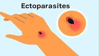 Ectoparasites🕷: They Bite, They Itch, They Spread Diseases.
