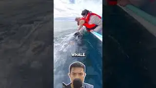 These humans help the mother whale from the barnacles! #shortsmovie
