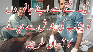 Urine retention in bull | prevention | Treatment | Dr Furqan Basheer