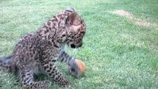 Beautiful Leopard Cub Feline at Cheetah Experience Bloemfontein, SA