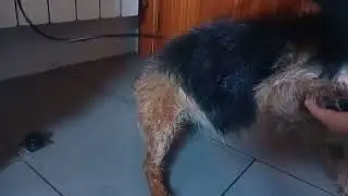 La kika y como se deja con el secador 🐕 ♥️