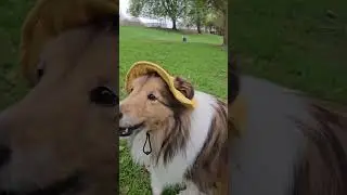 Adorable Doggy Bucket Hat! 💕 #Dogs #accessories #Cute #shoppablevideos