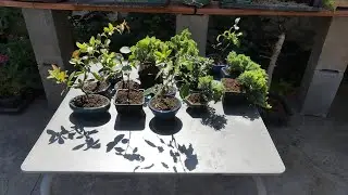 mini bonsais a la venta desde tan solo 15 euros