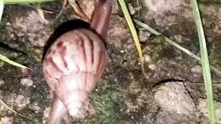 Snails walking on blades of grass at night 