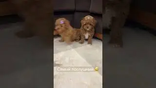 #мальтипу #мальтипумосква #maltipoo #мальтипумини #щенкимальтипу #купитьмальтипу #банда