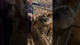 Horn removal