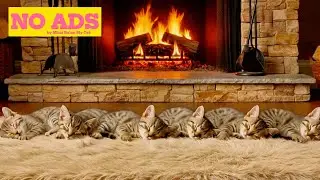 Stress Relief Music for Cats: 6 HOURS of Calmness | Mimi Relax My Cat