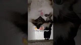 If upside down is an option, that's what she wants 🙃 #cats