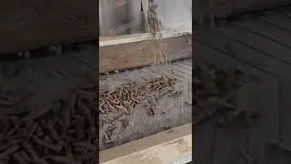 Closed cleanroom automated wood pellet production line #woodpelletmachine