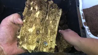 【徳之島の国宝】大成功！産卵セットの割り出し