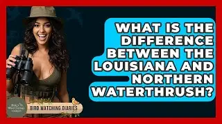 What Is The Difference Between The Louisiana And Northern Waterthrush? - Bird Watching Diaries
