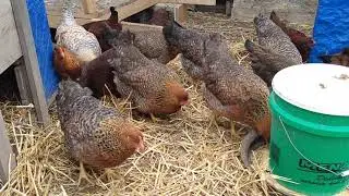 Chickens on a Fine Morning in January