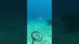 Spearfishing rusty job fish stalk and shoot 🐟 &ldquo;Aphareus Rutilans&rdquo;