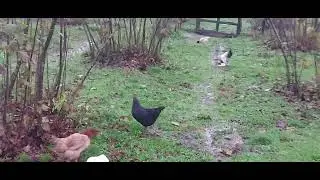 hint horozum iki yaşına girdi
