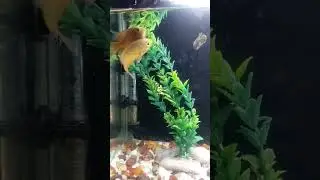 Best FOOD FOR OSCAR & GREEN TERROR 🔥🐠#oscarfish #greenterror #bestfoodOscar