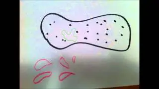 extra-cellular digestion