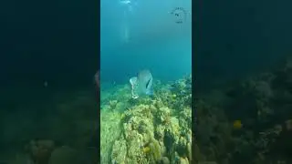 Scuba Diving in Havelock