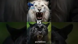 White Panda vs black panther and 4white, Animal Tiger, Lion, Leopard, Cat, 😱😲  #ternding