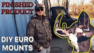 How To Boil And EUROPEAN Mount Your Deer Heads (DIY INSTRUCTIONAL VIDEO)
