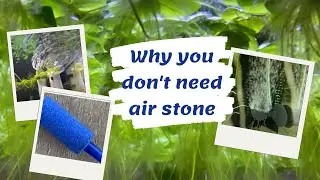 Why you don't need air stone in your fish tank?