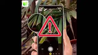 Identify plants and plant diseases just by a picture with BotaniQ plant identifier app